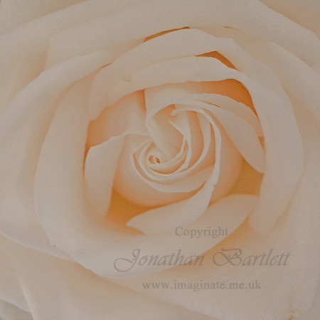 White rose