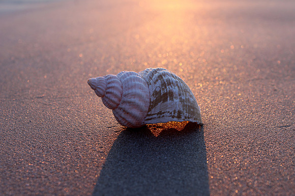Shell beach