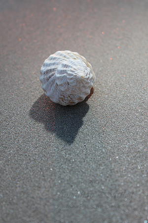Seashell 01