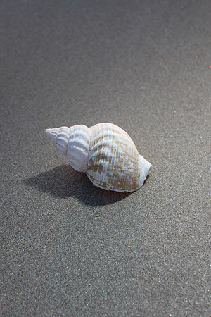 Seashell 02