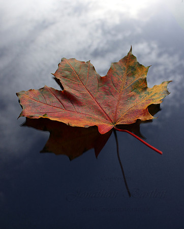 Autumn leaf