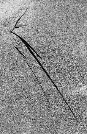 Dune grass