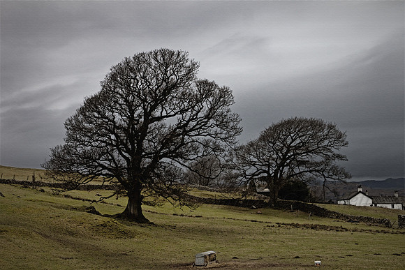 Winter landscape